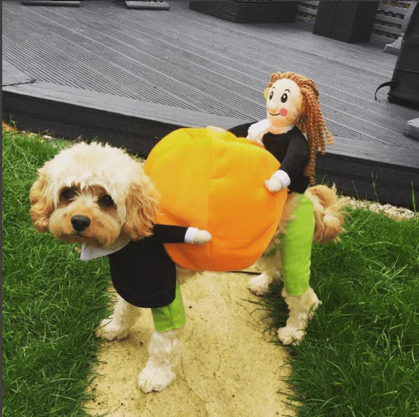 Halloween Pumpkin Costume for Dogs
