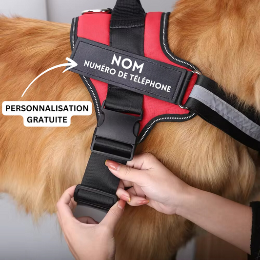Personalised No-Pull Dog Harness