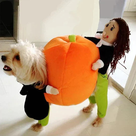 Creative Costumes for Pets