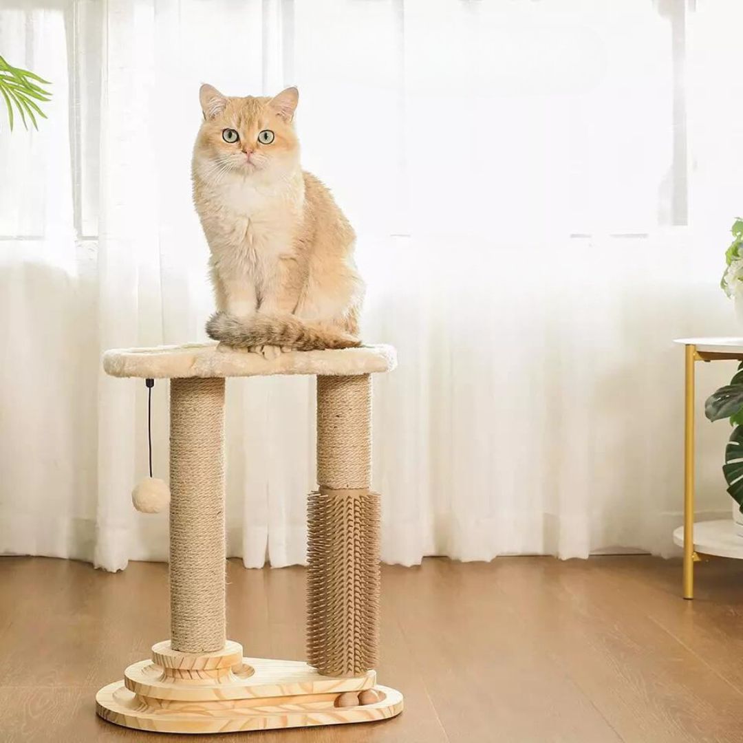Cat Scratching and Play Lounge