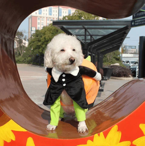 Halloween Pumpkin Costume for Dogs