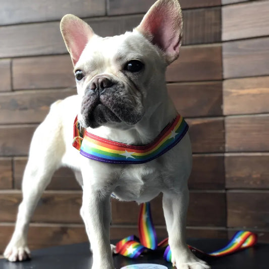 Rainbow Dog Harness with Stars - Soft and Adjustable for Comfort and Safety
