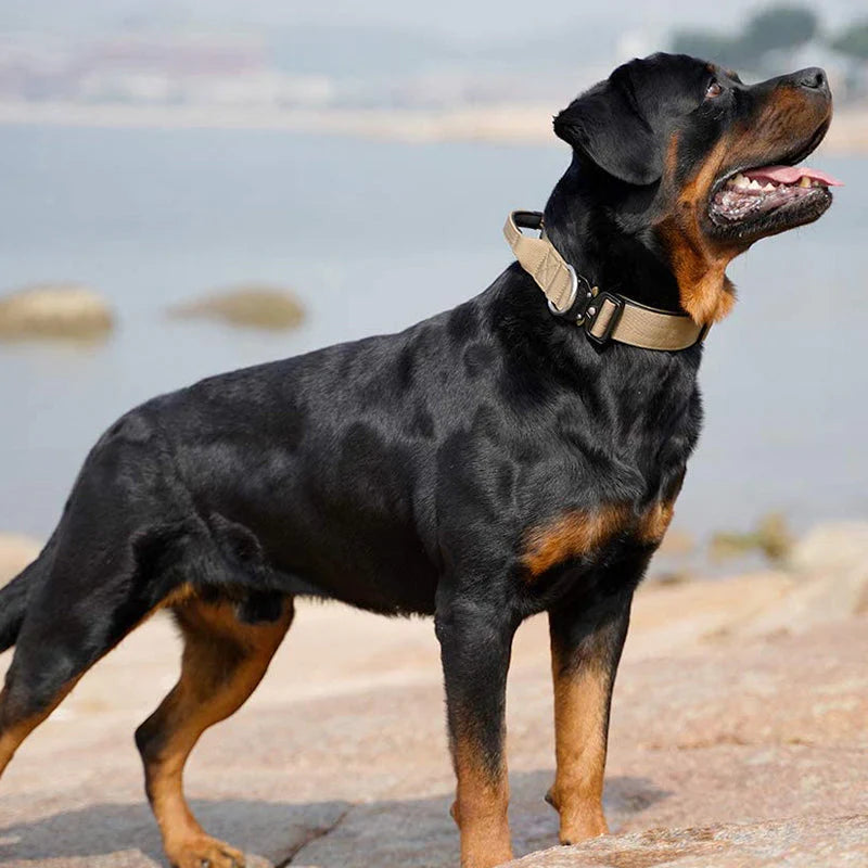 Practical Dog Collar with Handle for Better Control