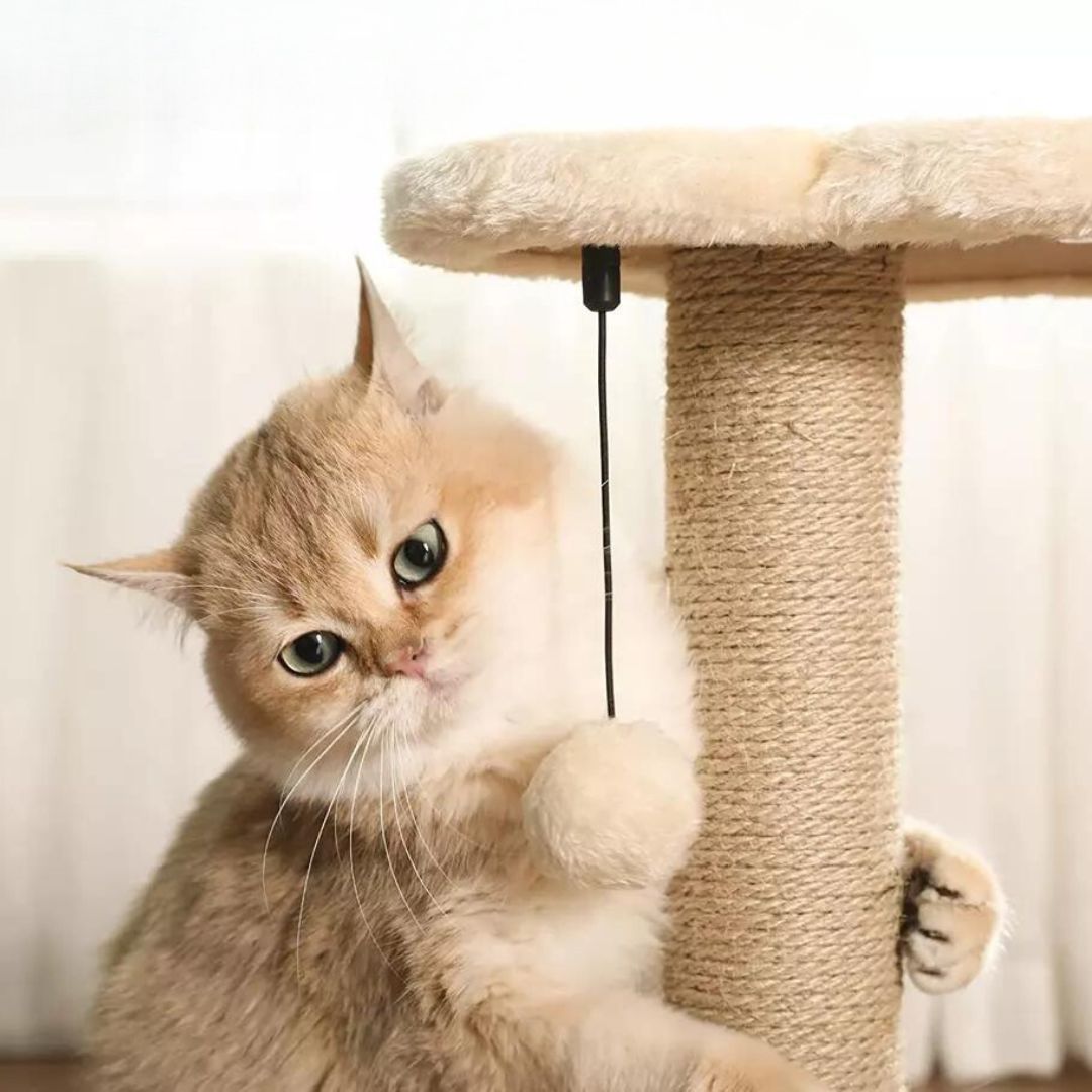 Cat Scratching and Play Lounge