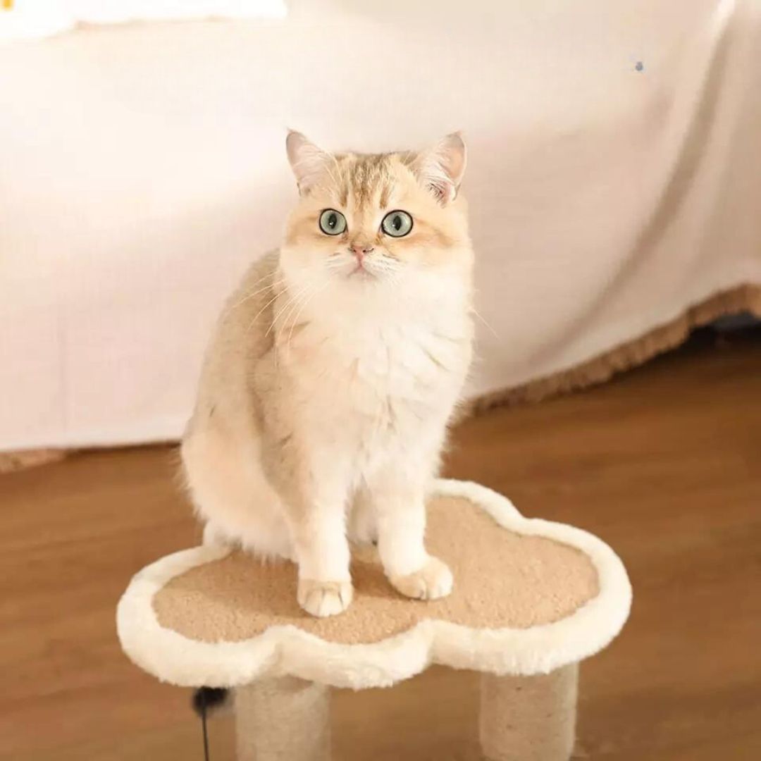 Cat Scratching and Play Lounge