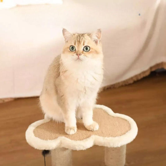 Cat Scratching and Play Lounge