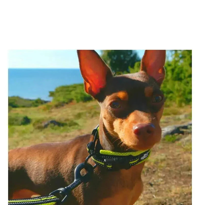 Truelove Reflective Dog Collar – Breathable and Adjustable for Maximum Comfort