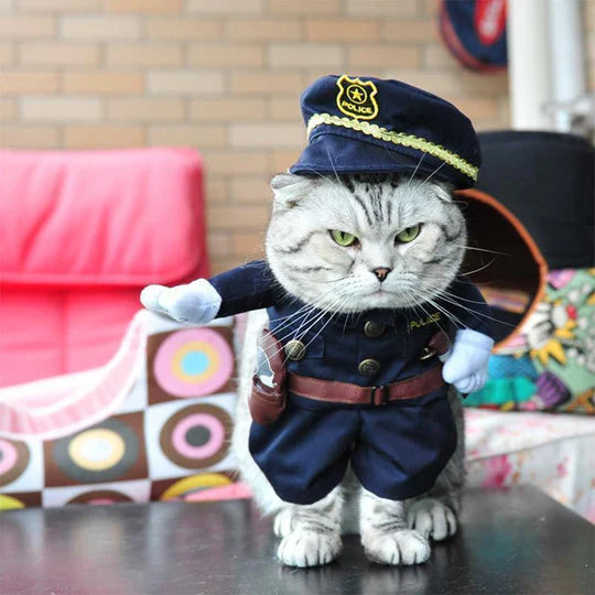 Creative Costumes for Pets
