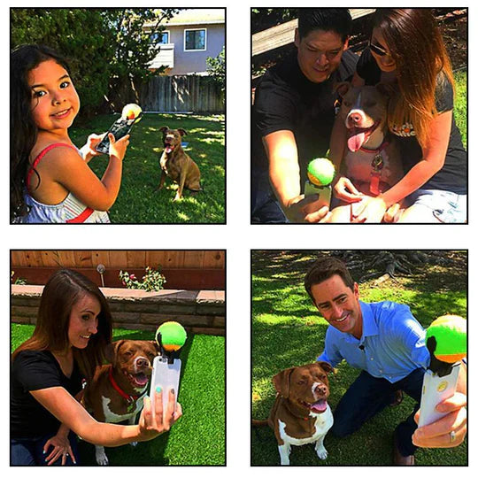 Interactive Ball Toys for Pets
