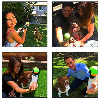 Interactive Ball Toys for Pets