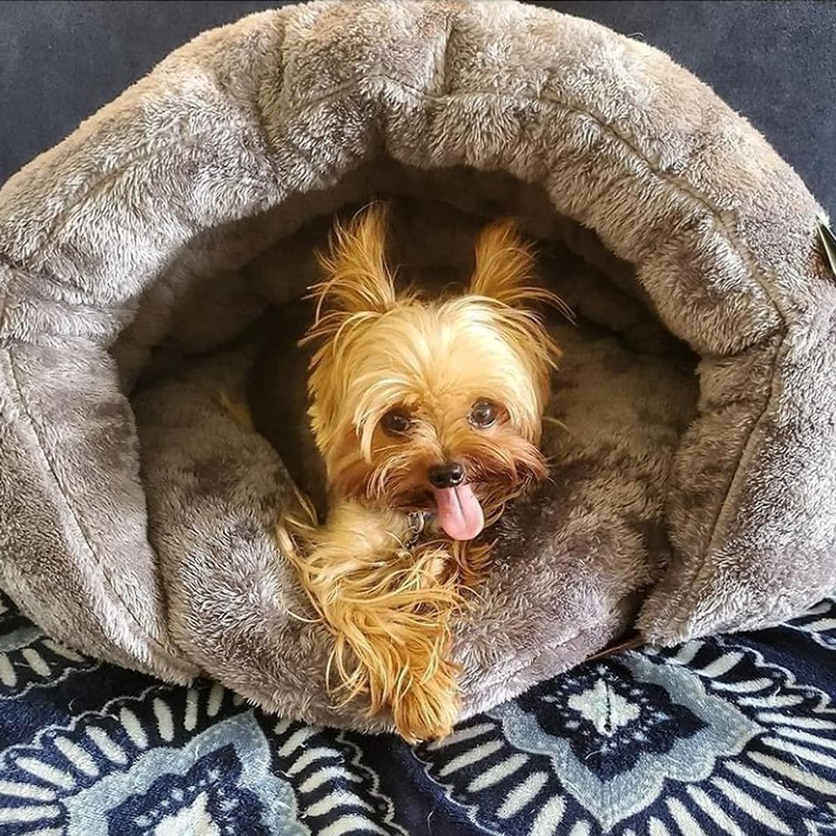 Comfortable Cave Bed for Dogs for Relaxation