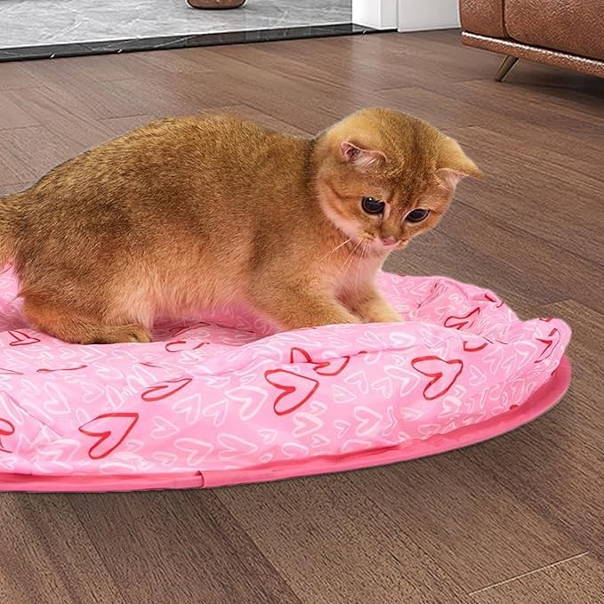 Hide and Seek Game for Cats