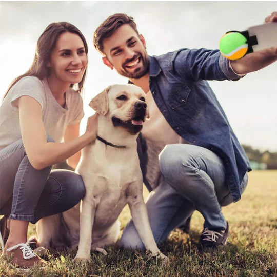 Interactive Ball Toys for Pets