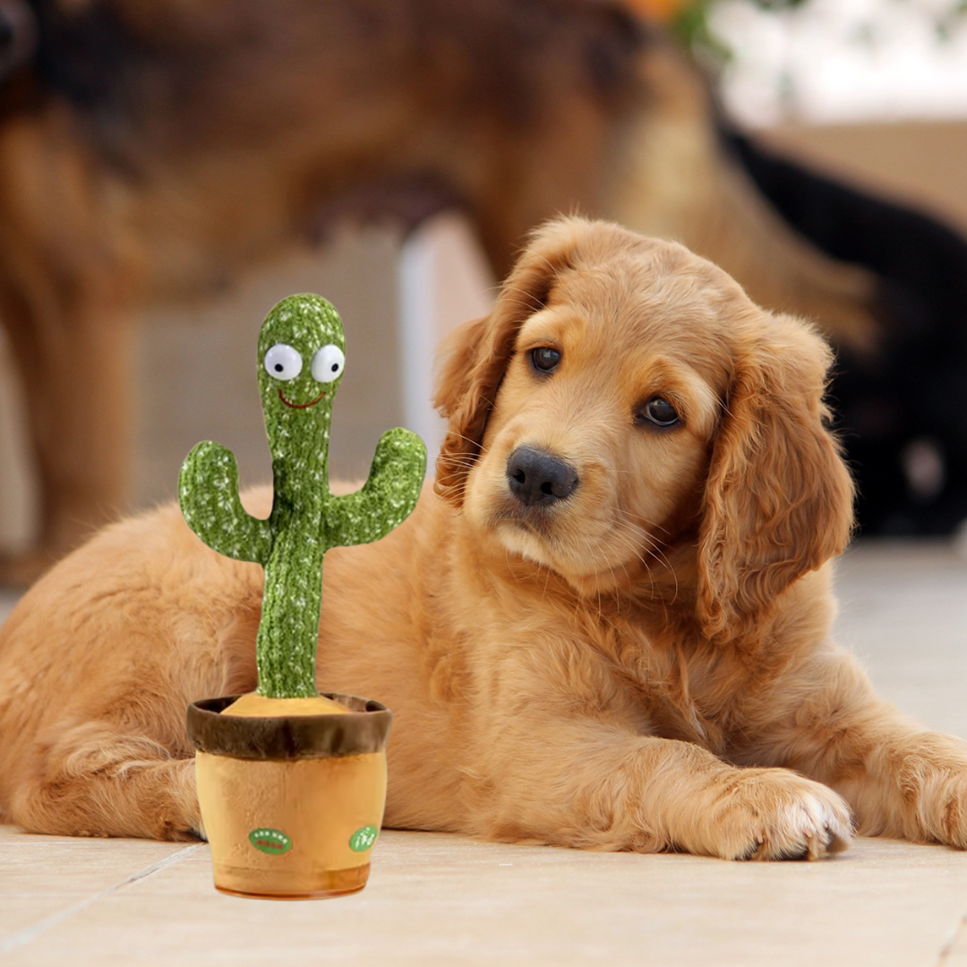 Talking Cactus for Dogs
