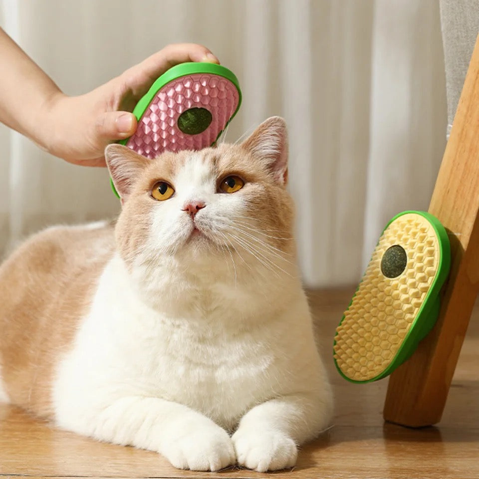 Cat Grass with Brush