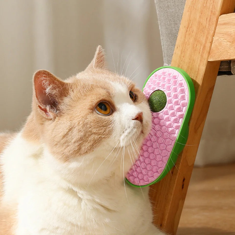 Cat Grass with Brush