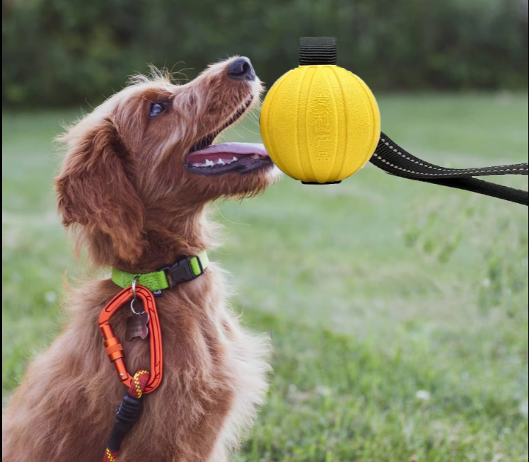 Interactive Bite Training Toy for Dogs – Durable Chewable Ball