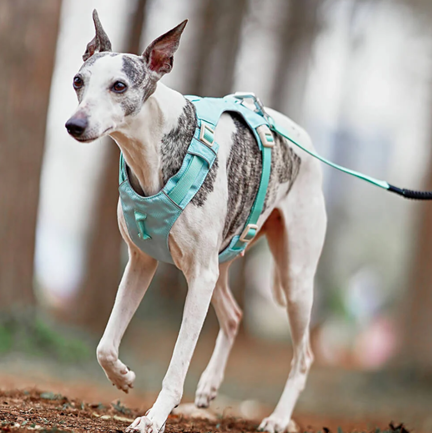 Anti-Pull Harness for Dogs with Adjustable Leash