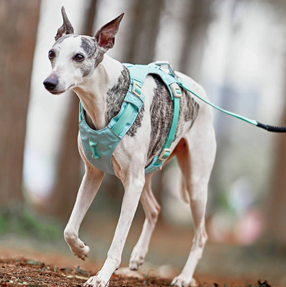 Anti-Pull Harness for Dogs with Adjustable Leash