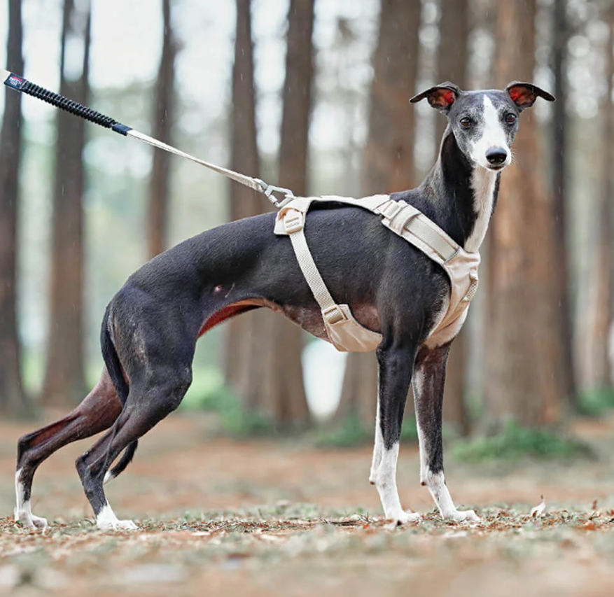 Anti-Pull Harness for Dogs with Adjustable Leash