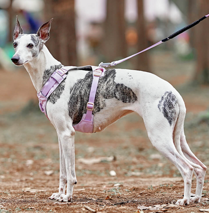 Anti-Pull Harness for Dogs with Adjustable Leash