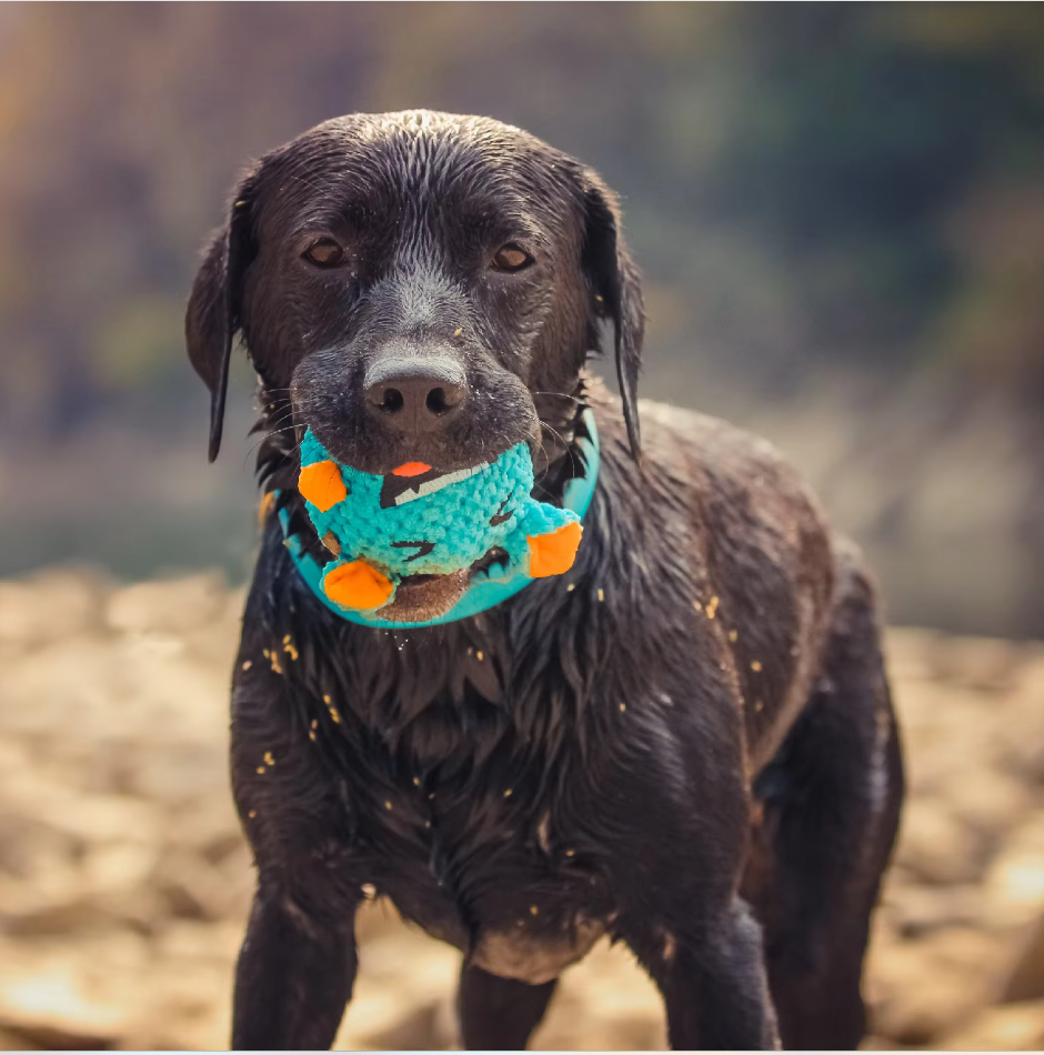 Interactive Monster Plush Ball - Fun Toy for Dogs