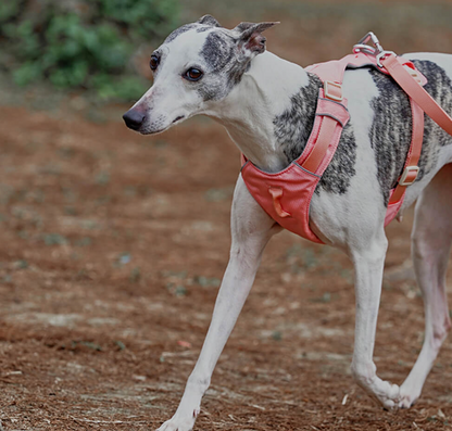 Anti-Pull Harness for Dogs with Adjustable Leash