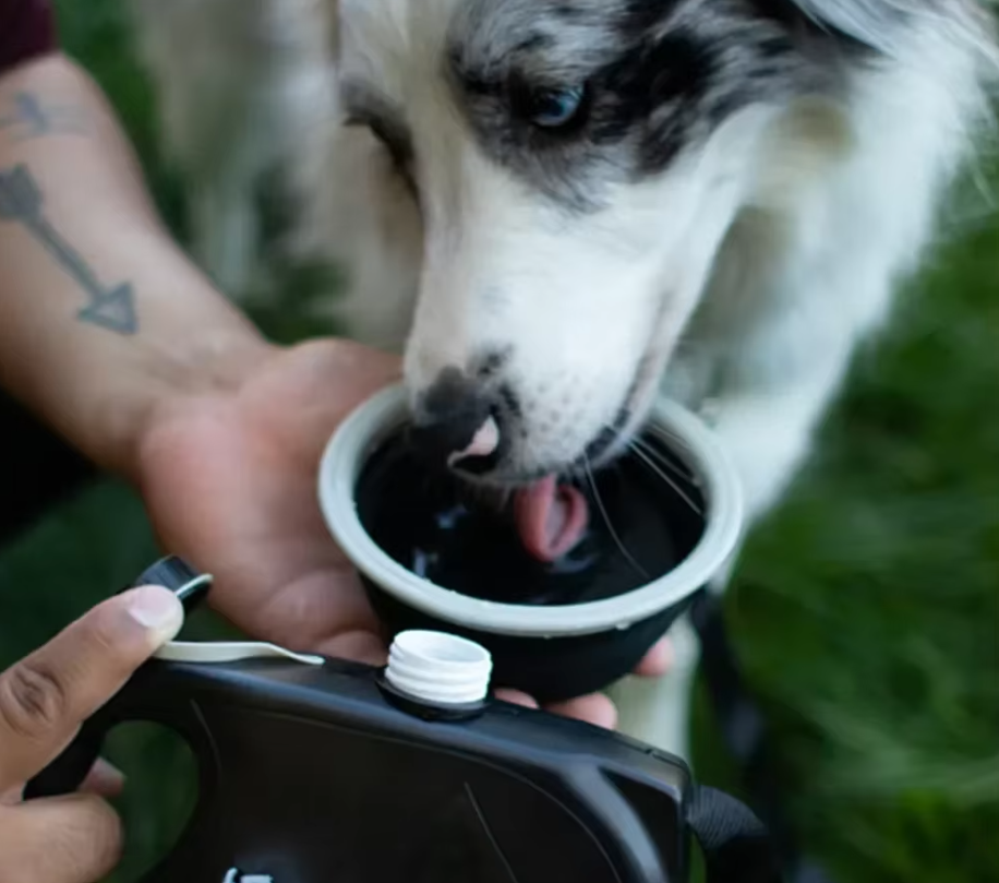 Foldable Dog Bowl with Water Reservoir and Waste Bags