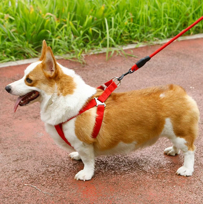 Adjustable Dog Harness with Leash in 5 Colours