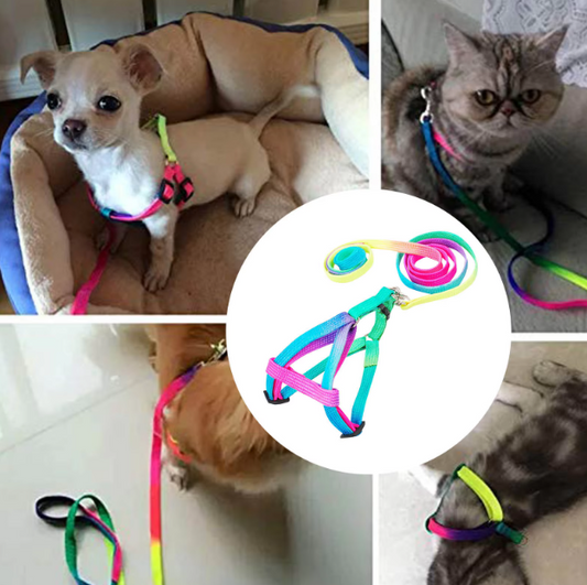 Coloured Harness with Adjustable Leash for Dogs