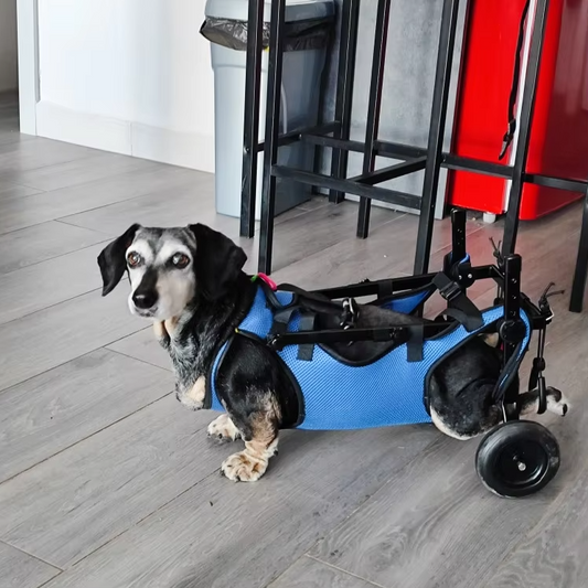 Mobility Aid for Cats and Dogs - Wheelchair for Mobility and Independence