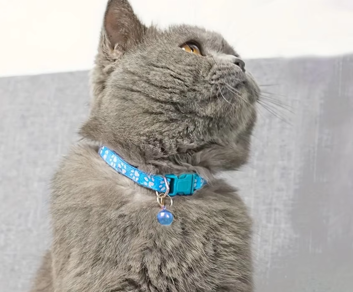 Secure Cat Collar with Bell – Adjustable Collar with Paw Print Pattern and Quick Release Closure