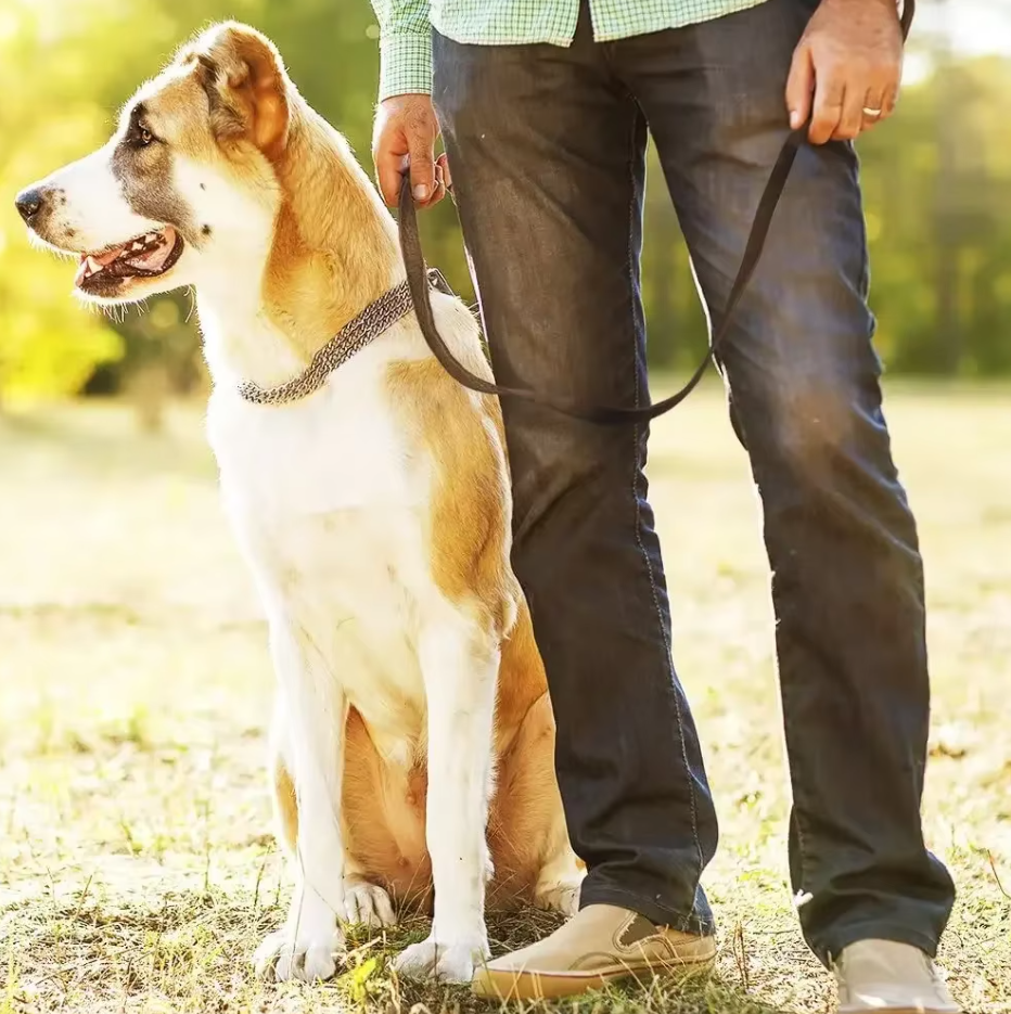 Leather Dog Lead with Gold Clip – Durable and Stylish Dog Accessory