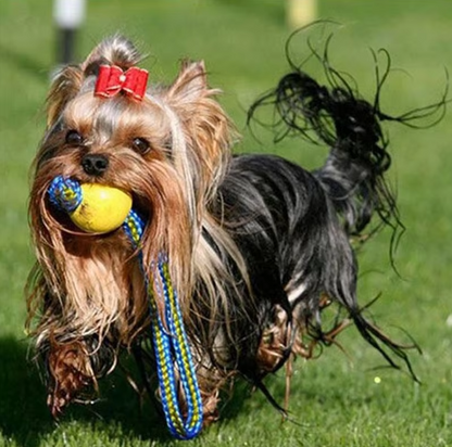 Durable Dog Toys - Fetch and Tear Ball with Rope