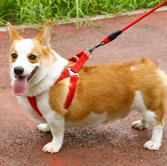 Adjustable Dog Harness with Leash in 5 Colours