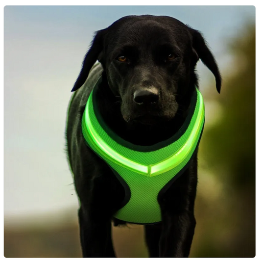Comfortable Dog Harness with Reflective Strips – Breathable and Adjustable