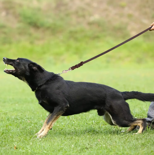 Leather Dog Lead with Gold Clip – Durable and Stylish Dog Accessory
