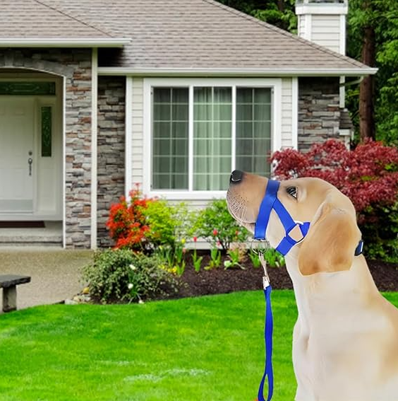 Adjustable Harness with Leash for Small and Medium-Sized Dogs