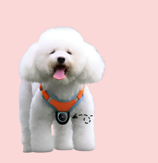 Wireless Pet Surveillance Camera – HD Camera with Night Mode and Two-Way Audio