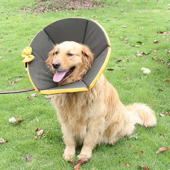 Comfortable Protection Collar for Dogs