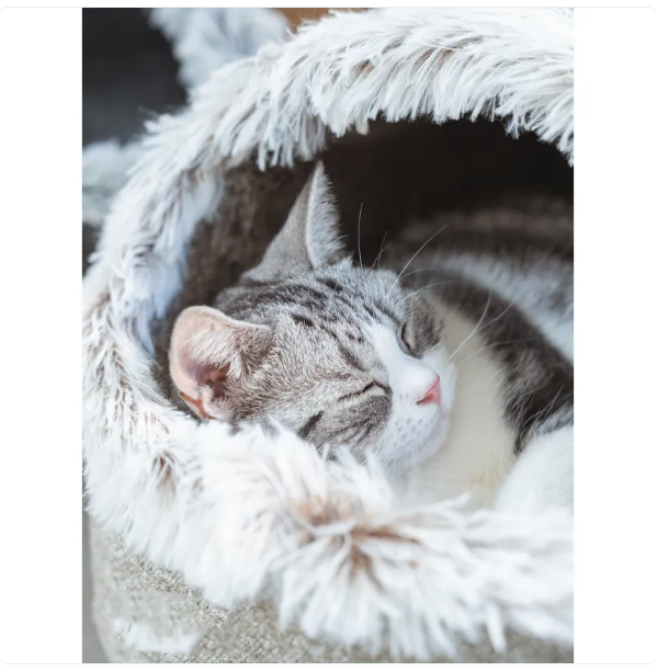 Cat House Bed with Soft Edges for Ultimate Comfort