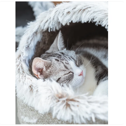 Cat House Bed with Soft Edges for Ultimate Comfort