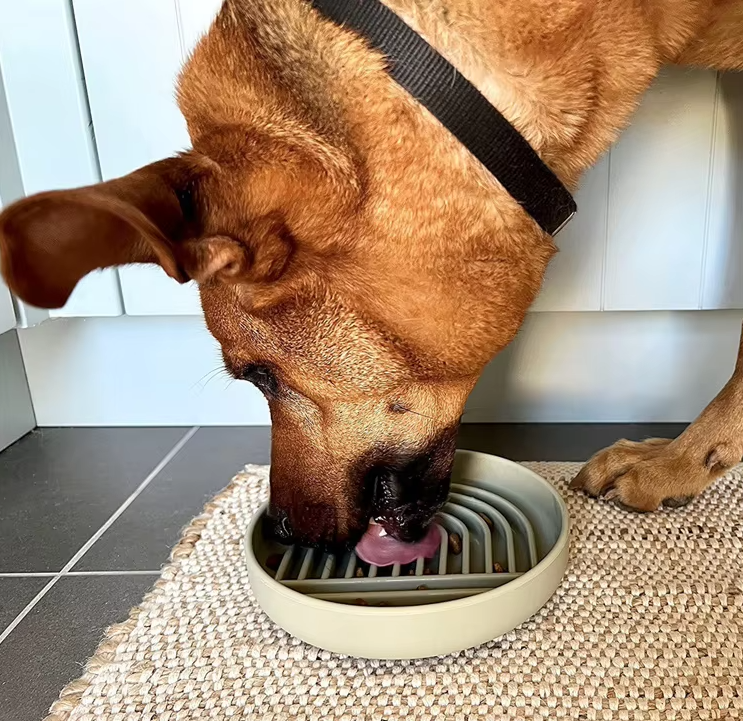 Slow Feeder Bowl for Dogs and Cats – Eat Slowly for Better Digestion