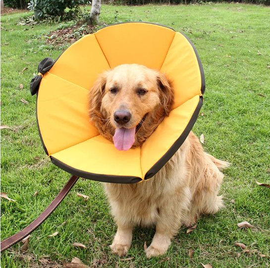 Comfortable Protection Collar for Dogs