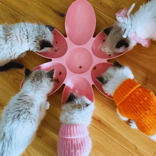Flower-Shaped Cat Food Dish – 6 Bowls in Different Colours