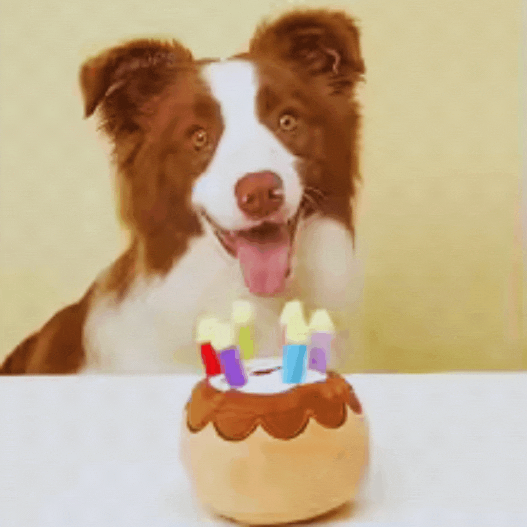 Birthday Cake Dog Toys – with Candles and Plush