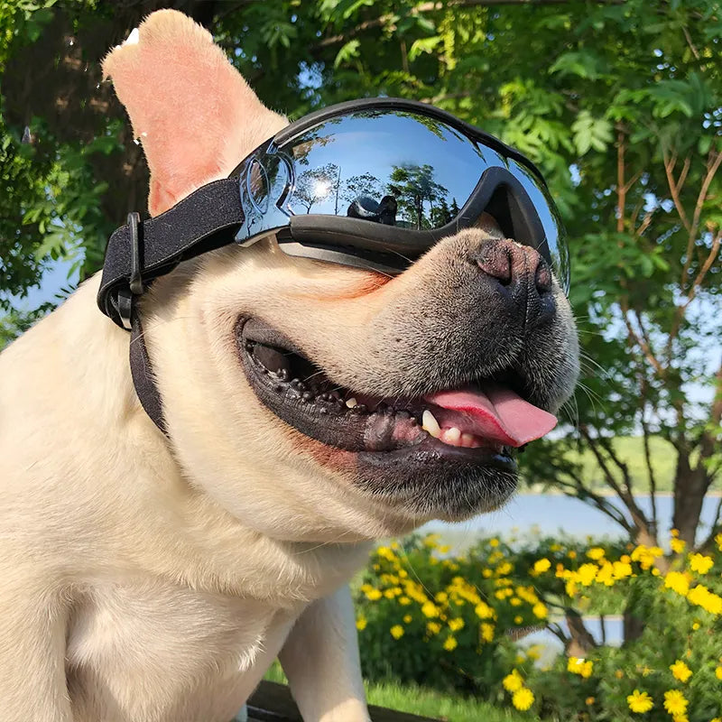 Dog Goggles – UV Protection and Windproof Glasses for Pets