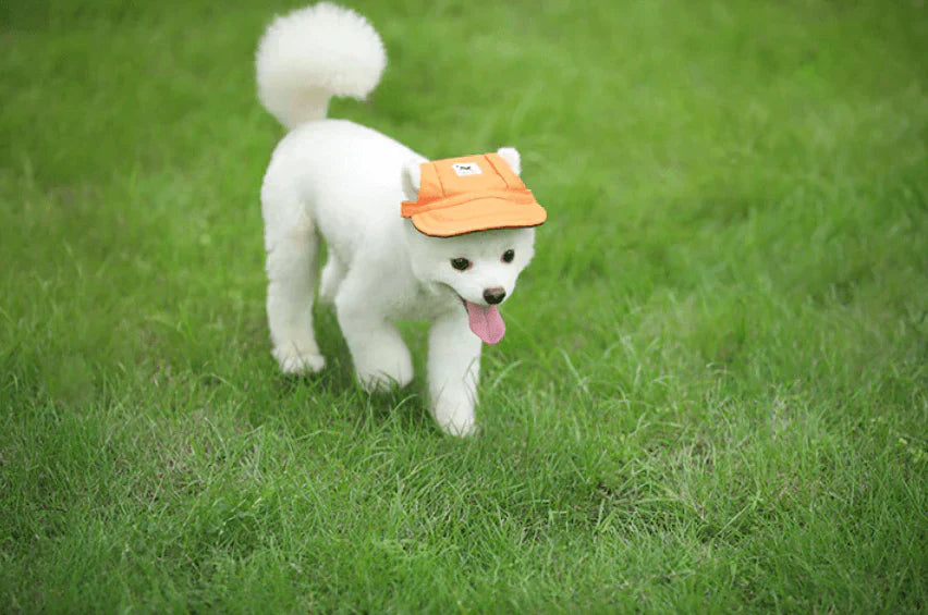 Fashion Round Cap For Dogs