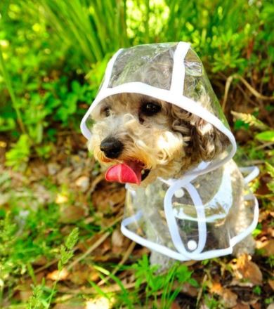 Transparent Waterproof Dog Raincoat