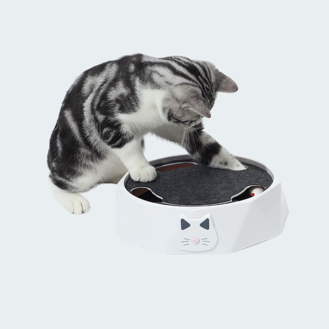 Interactive Mouse Hide-and-Seek Game for Cats